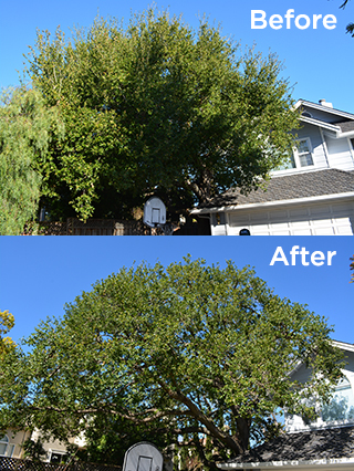 Tree Trimming Services in Honolulu, HI