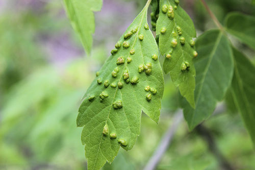 Certified Arborist tips by Arbor Spirit Tree Care