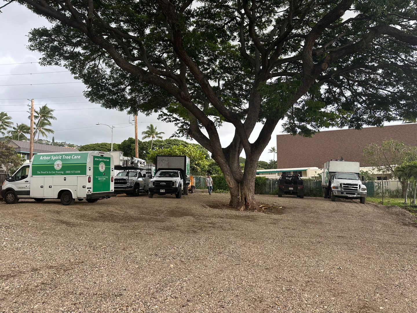 Arbor Spirit vehicles beneath a broad tree canopy