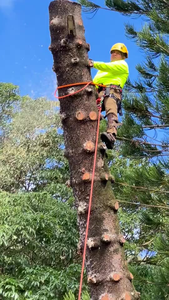 Arborist working on a tall tree with a rope system