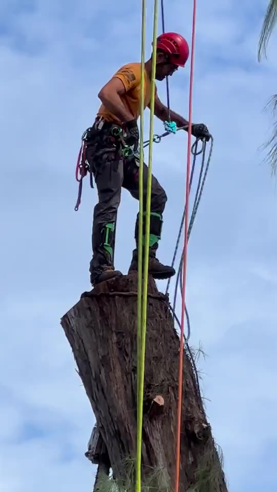 Arborist working with climbing ropes